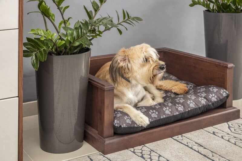 Classic wooden dog bed TORSTEN • DogDeco