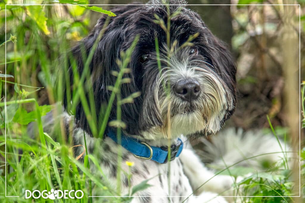 Dlaczego pies je trawę? Przyczyny zjadania trawy u psów. DogDeco