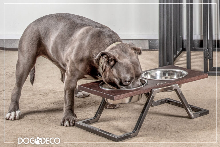 Gdzie ustawić miskę dla psa na stojaku? Strefa karmienia dla psów. Błędy w żywieniu psa.