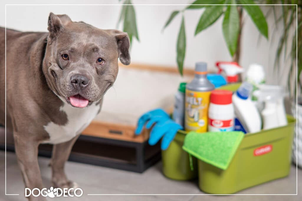 Jakie środki czystości są bezpieczne dla psa? Objawy zatrucia chemią u zwierząt.