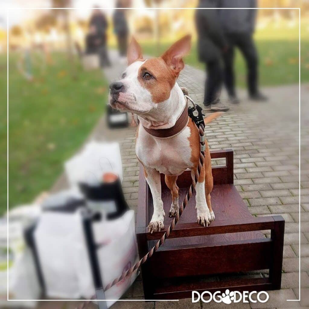 Psie sporty - sponsor zawodów DogDeco