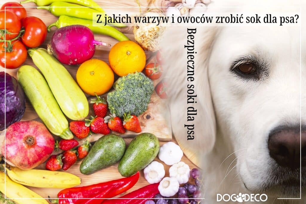 Z jakich warzyw i owoców zrobić sok dla psa?