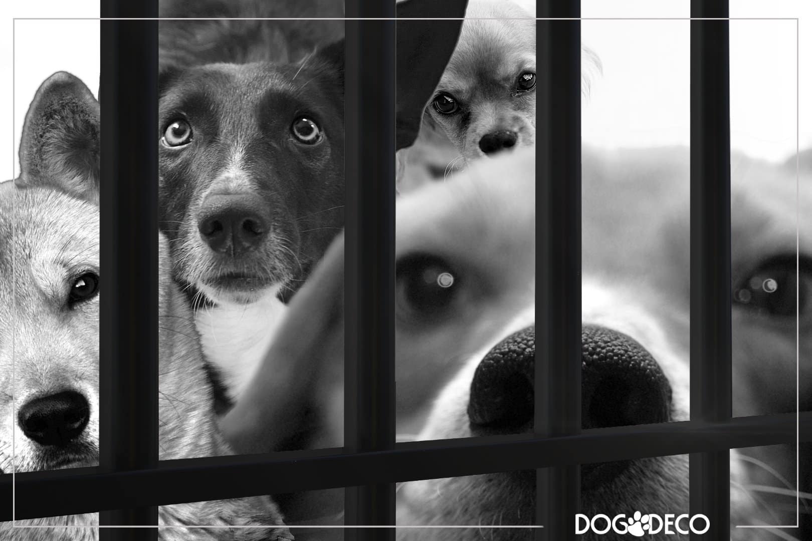 Adopcja psa - sprawdź czy jesteś gotowy?